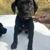 Male Cane Corso Puppy